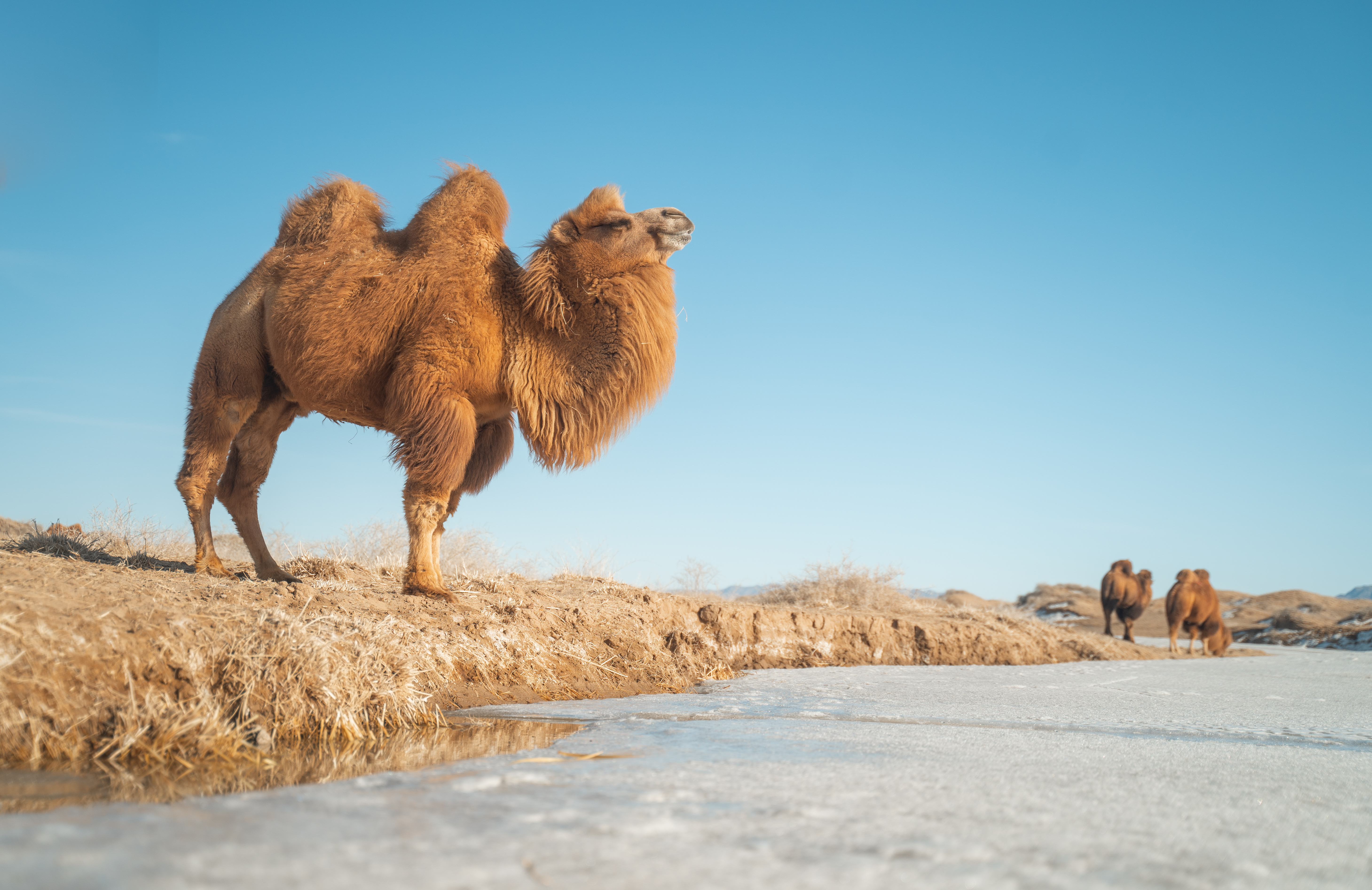 happy camel